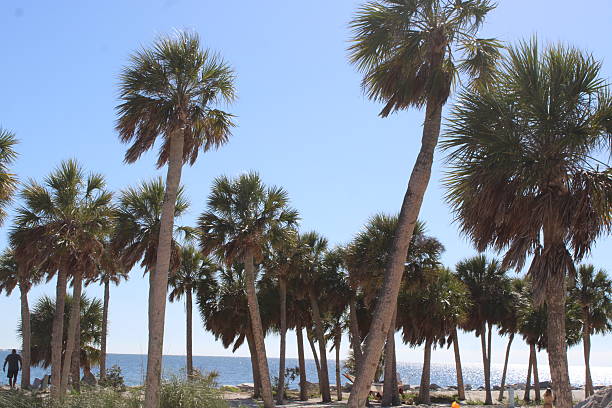istock Lush Tropical Green Palm Trees With A bright Blue Sky Background. 2208891819