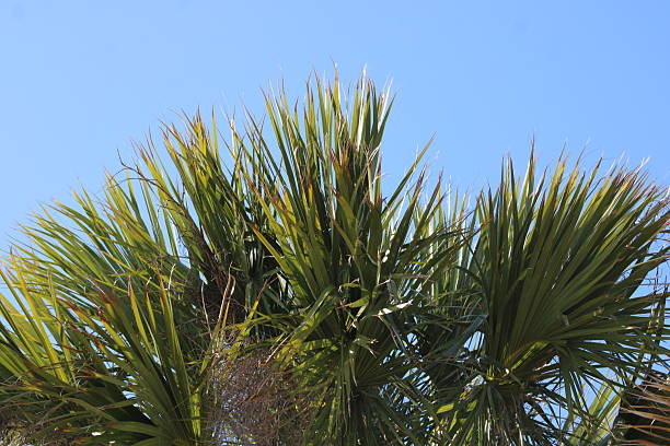 istock Lush Tropical Green Palm Trees With A bright Blue Sky Background. 2208891821