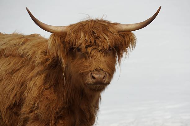 istock Long-haired cattle animal photography 2208894370