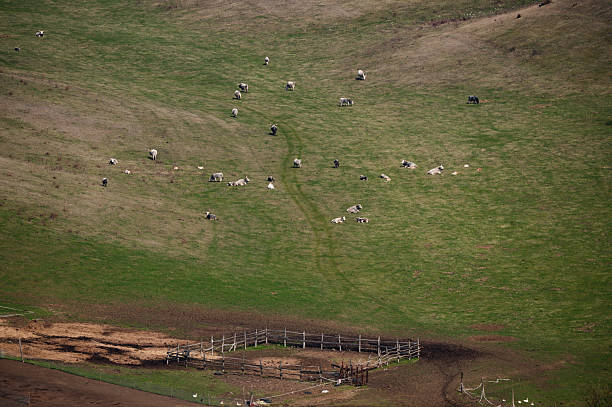 A tranquil rural scene showing a herd of cows scattered across a gently sloping green pasture near the edge of a forest. The contrast between the fresh grass and the brown, dry upper slope highlights the seasonal transition. The peaceful atmosphere reflects the calm rhythm of country life.
