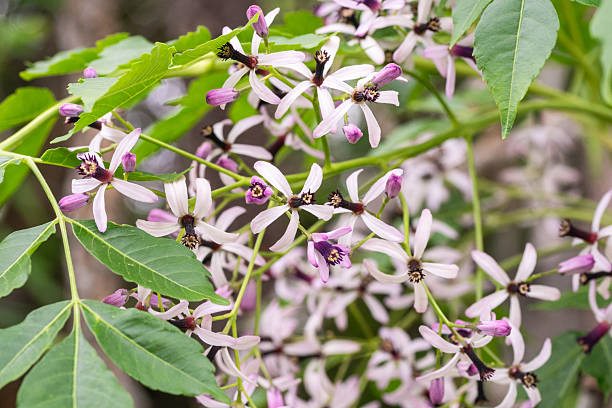 istock Chinaberry flowers in bloom, Austin, Texas 2208900843