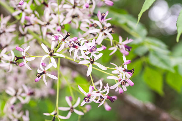istock Chinaberry flowers in bloom, Austin, Texas 2208900847