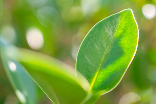 Natural plant green leaf in garden with bokeh background