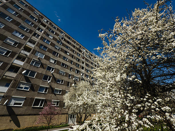 A cluster of cherry trees in full white and pink blossom contrasts vividly with the gray facade of a tall apartment building under a clear blue sky. The low-angle perspective emphasizes the juxtaposition between natural beauty and geometric urban design. The image conveys a sense of seasonal renewal in a city environment.