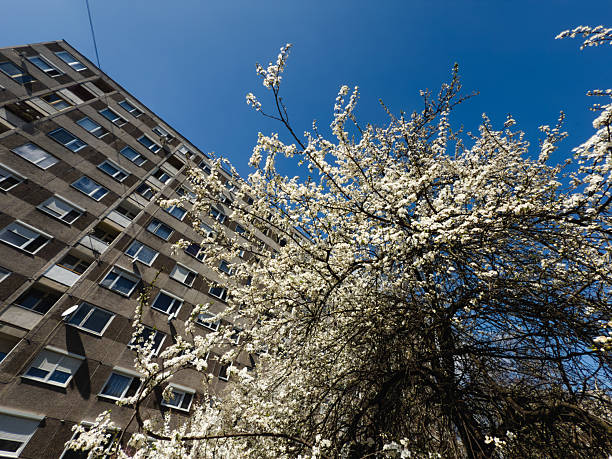 A cluster of cherry trees in full white and pink blossom contrasts vividly with the gray facade of a tall apartment building under a clear blue sky. The low-angle perspective emphasizes the juxtaposition between natural beauty and geometric urban design. The image conveys a sense of seasonal renewal in a city environment.