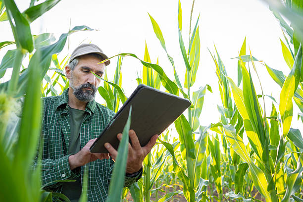 istock Smart Farming. Farmer Uses Tablet in Corn Field at Sunset. 2208910767