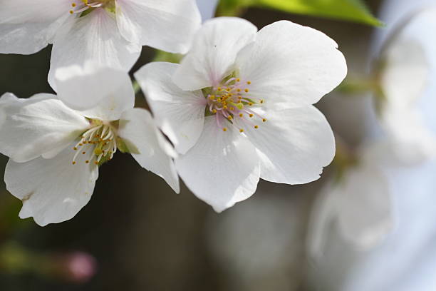 istock Japanese cherry blossoms in full bloom 2208911853