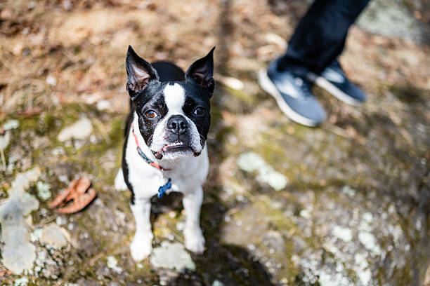 This is a photograph of a small black and white dog looking at the camera while standing beside the feet of a man on a hiking trail outdoors in Mahwah, New Jersey on a spring day.