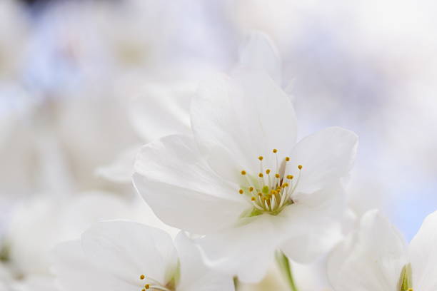 Japanese cherry blossoms in full bloom