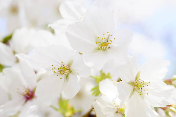 Japanese cherry blossoms in full bloom