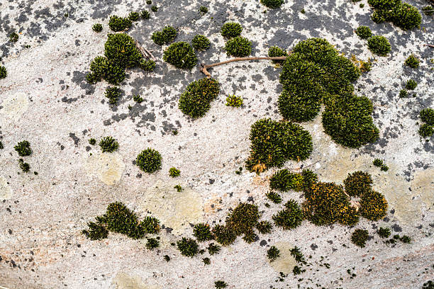 istock Moss Growing on Stone in Bergen County New Jersey 2208912020