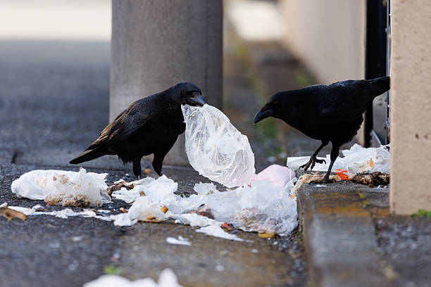 istock Urban crows eat food waste from homes 2208915611