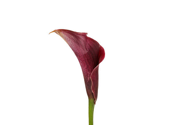 istock PNG, fresh flower, isolated on white background. 2208915891