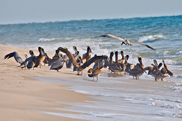 A pod of Brown Pelicans gathered together on the shore of a sandy beach.