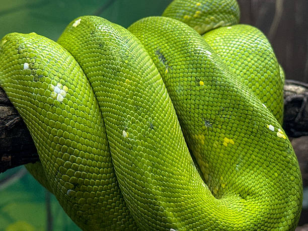 istock Close-up of a vibrant green tree python tightly coiled on a branch, showing detailed scales and vivid coloration 2208917393