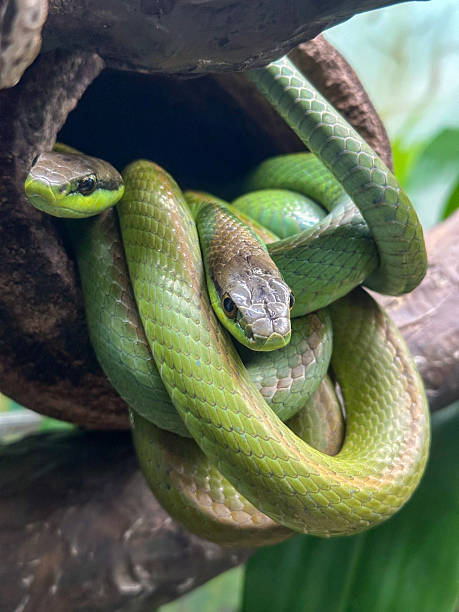 istock Green snakes coiled together in hollow tree branch 2208917953