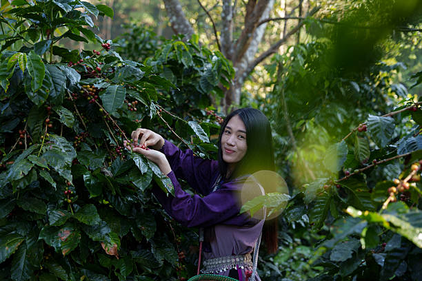 istock An Asian woman is picking coffee beans in a coffee plantation for processing. 2208925469