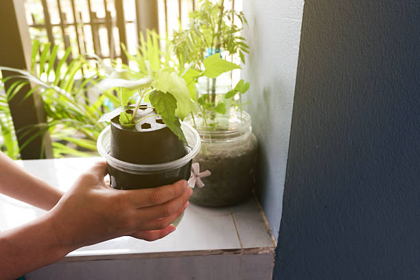 A boy's hands are holding vegetable seedlings and papaya seedlings planted in a transparent jar.