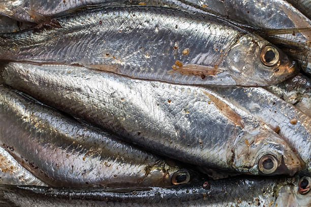 Marinated sprat fish close-up.
