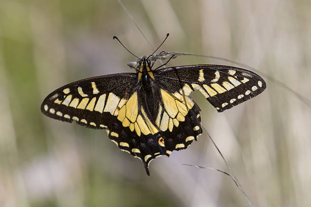 istock Anise Swallowtail butterfly with a broken wing. Henry W. Coe State Park, , Santa Clara County, California. 2208929342