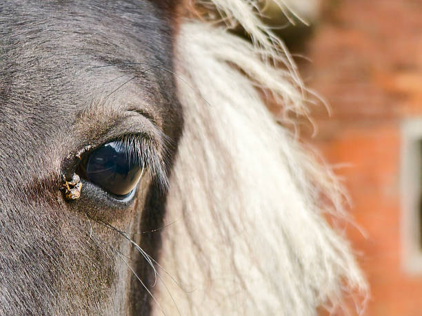 A close up shot of a horse's eye.