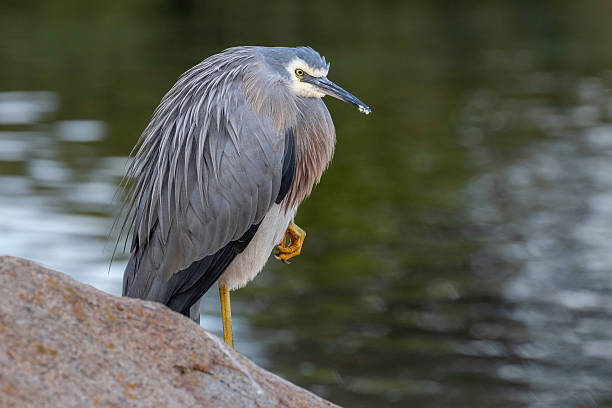 White-faced Heron (Egretta novaehollandiae), Narooma, NSW, August 2024