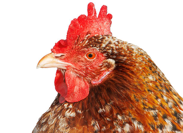 istock A close up of a chicken's head with a red beak 2208930497
