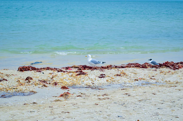 A tranquil beachscape featuring two seagulls on the shore, surrounded by scattered seaweed and small shells. The clear blue-green ocean waves provide a calming backdrop, evoking peaceful coastal charm.