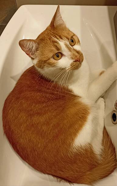 istock Ginger cat funny portrait in bathroom wash basin 2208932335