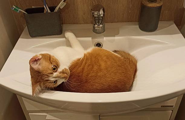 istock Ginger cat funny portrait in bathroom wash basin 2208932340