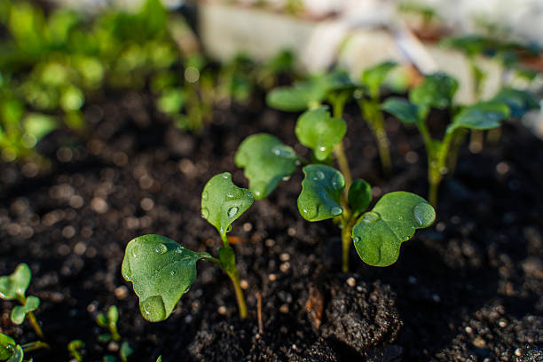 Young seedling sprouts in water drops close-up growing in soil.