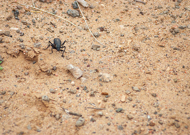istock Dung Beatle at Petroglyph National Monument in New Mexico 2208936195