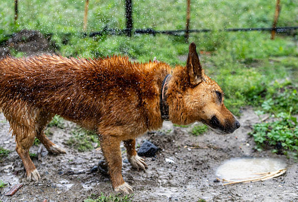 Abandoned stray dog under the rain