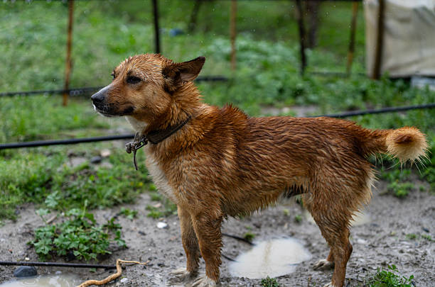 Sad dog in shelter waiting to be rescued and adopted to new home.