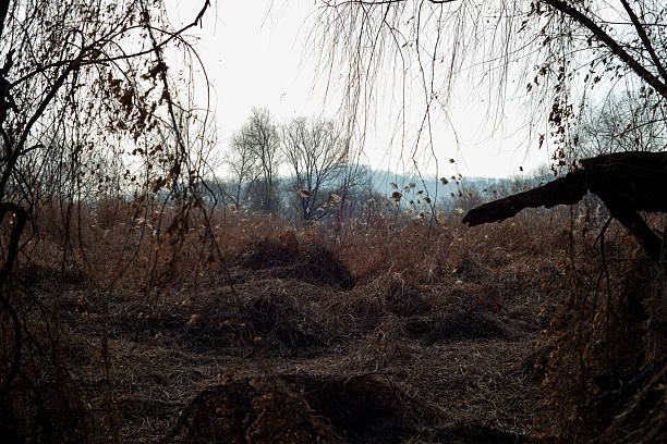 Winter scenery in fields with trees and reeds.