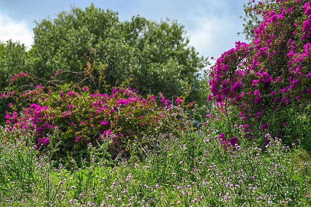 Bougainvillea with purple foliage in a Tunis park in spring. Tunisia, North Africa.