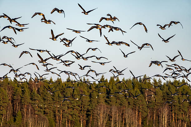 istock Flock of wild geese flying in formation over forest treetops during spring migration in northern countryside 2208940487