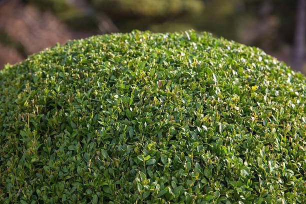 Trimmed boxwood bush, close-up view, background and texture