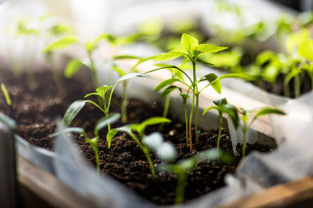 istock Young seedlings sprout in dark, nutrient-rich soil within a wooden box, basking in natural sunlight. The leaves are vibrant green, indicating healthy growth. Soft focus in the background 2208947797