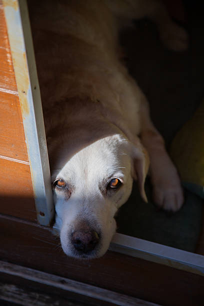 istock labrador peacefully resting in his shelter 2208947906