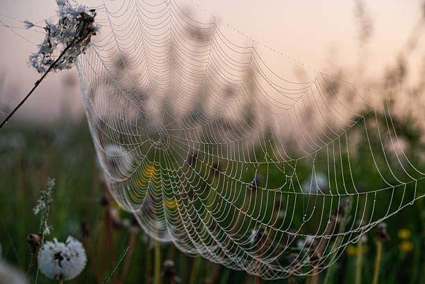 istock Dewy spider web hanging between plants in misty field at dawn 2208948734