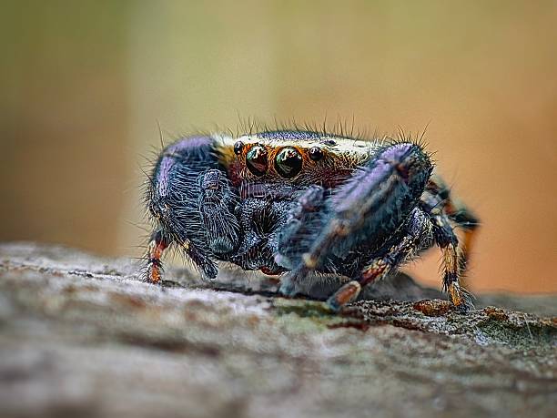 A highly detailed macro shot of a jumping spider (Salticidae) captured on a wooden surface. The image highlights the spider’s prominent eyes, vibrant body textures, and furry limbs, showcasing the intricate beauty and personality of this agile predator. Jumping spiders are known for their excellent vision and curious behavior, often appearing to observe their surroundings.