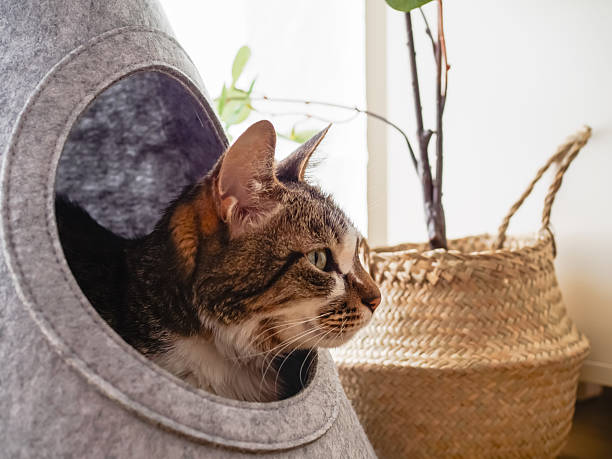 istock Cat in a cat house 2208950960