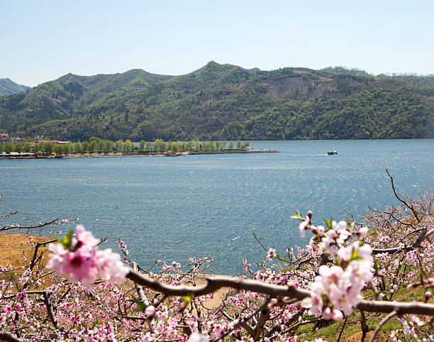 istock Peach Blossom Garden 2208952991
