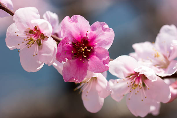 istock Peach Blossom Garden 2208953024