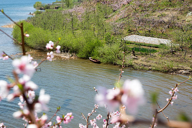 istock Peach Blossom Garden 2208953120
