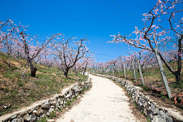 Peach Blossom Garden