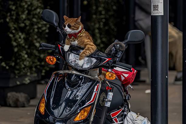 New York, United States – April 03, 2025: An orange cat in sunglasses, gold chain, and bowtie sits on a moped in NYC on a cloudy day.