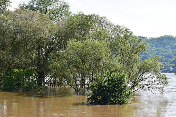 istock trees in the muddy river flood 2208953449