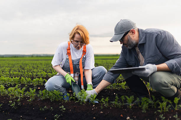 istock Two Farmers Working Together in a Rural Vegetable Field 2208953951
